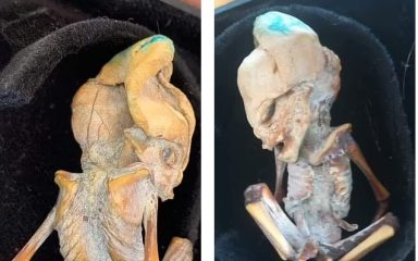 اسکلت موجود فرازمینی