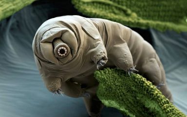 آخرین موجود روی زمین