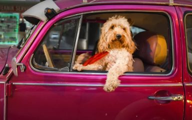 مسابقه عکاسی کمدی حیوانات ۲۰۲۴