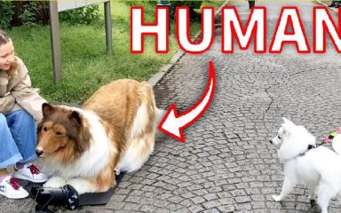 مرد ژاپنی سگ